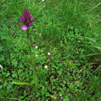 Anacamptis am 28.5.