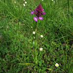 Anacamptis am 30.5.