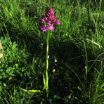 Anacamptis am 31.Mai.