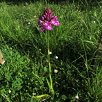 Anacamptis am 1.Juni.