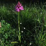 Anacamptis am 2.Juni.