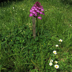 Anacamptis am 4.Juni