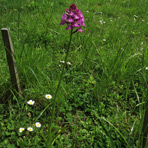 Anacamptis am 4.Juni