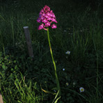 Anacamptis am 5.Juni.