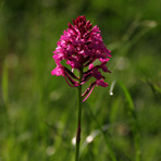 Anacamptis am 7.Juni.