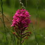 Anacamptis am 16.Juni.