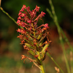 Anacamptis am 1.Juli.