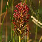 Anacamptis am 1.Juli.