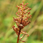 Anacamptis am 14.Juli.