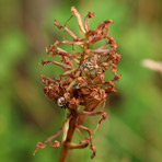 Anacamptis am 14.Juli.