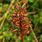 Anacamptis am 15.Juli.