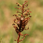 Anacamptis am 16.Juli.