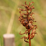 Anacamptis am 17.Juli.