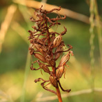 Anacamptis am 30.Juli.