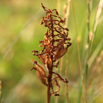 Anacamptis am 30.Juli.