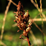 Anacamptis am 12.August.