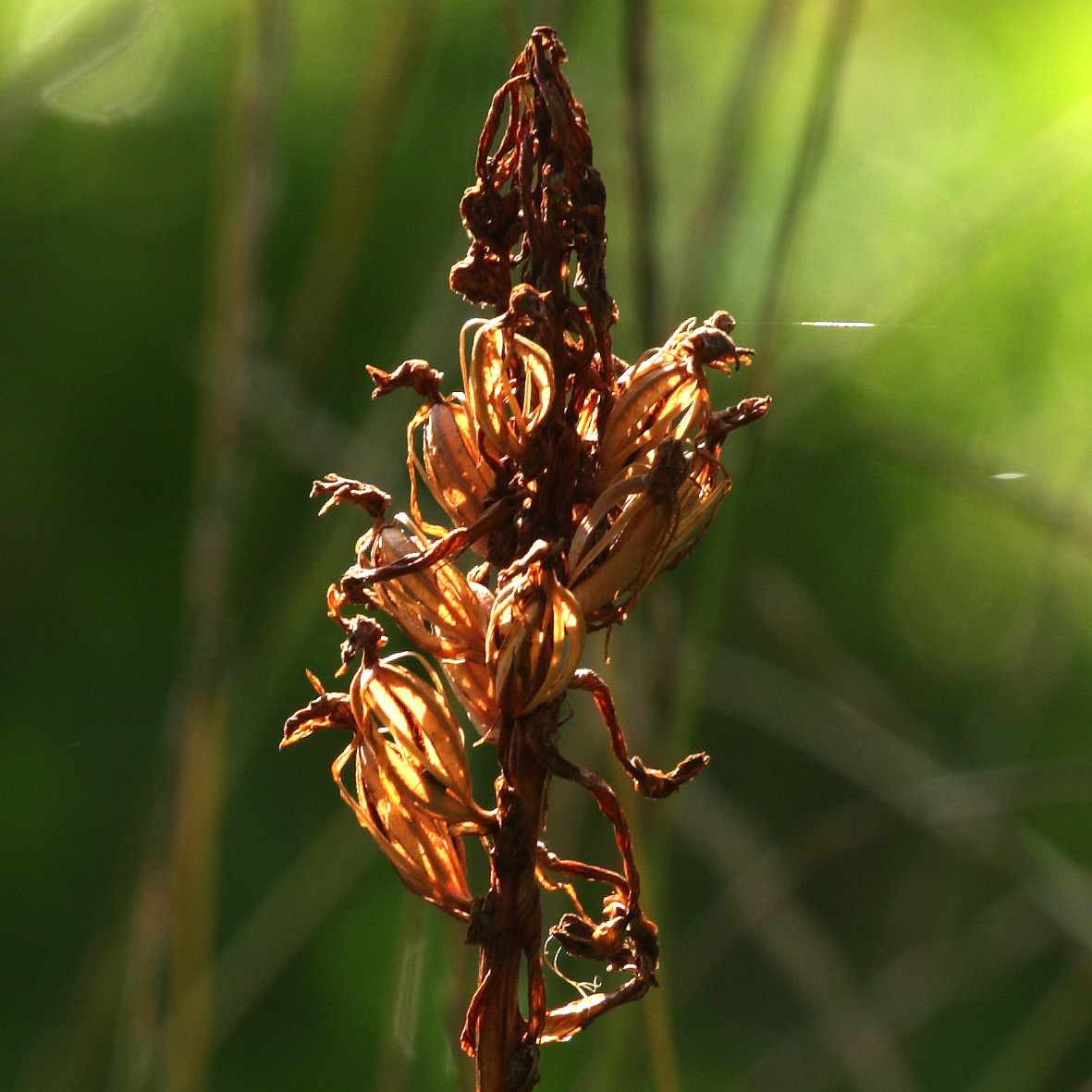 Anacamptis am 12.August.