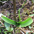 Anacamptis am 2.Oktober