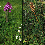 Orchidee auf der Wiese