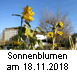 Sonnenblumen am 18.11.2018